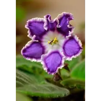 Different Look Tropical Flower